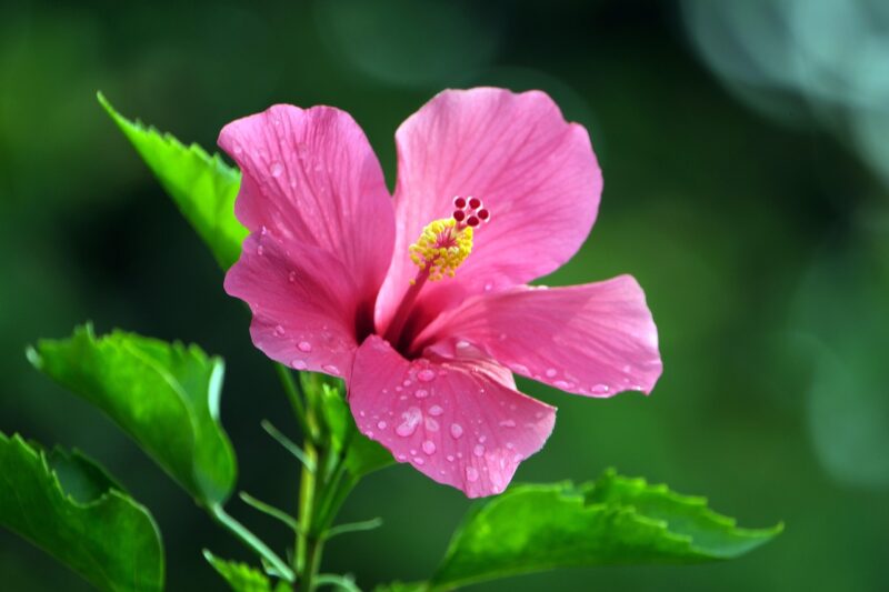 hibiscus, pink flower, pink hibiscus, garden, flora, nature, hibiscus, hibiscus, hibiscus, hibiscus, hibiscus