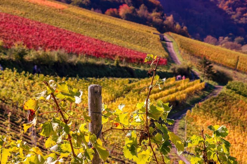 nature, landscape, wine, grapevines, multicoloured, fall, hill, mood, scenic, idyllic, vine leaves, path, field, grape leaves, wooden posts, hillside, landscape, wine, wine, wine, wine, wine, idyllic, hillside, hillside, hillside