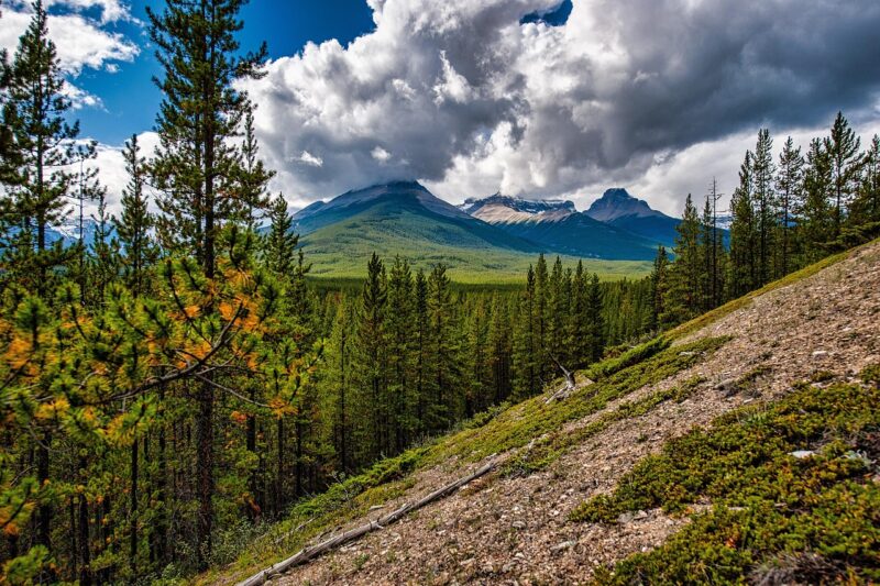 trees, hillside, forest, mountain, banff, canada, wilderness, landscape, nature, hillside, hillside, hillside, hillside, hillside