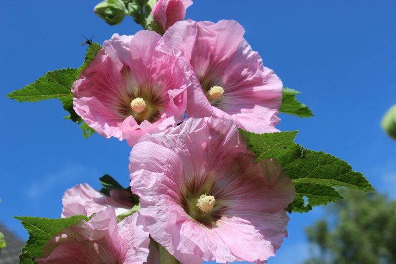 hollyhock, blossoms, pink, garden hollyhock, nature, beautiful flowers, hollyhock blossom, flower background, flower wallpaper, flower, ornamental plant