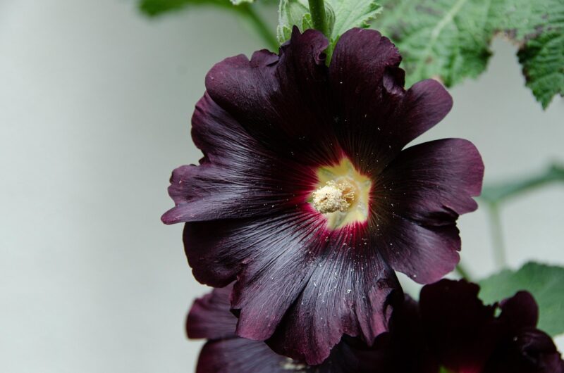 hollyhock, common peony, mallow, common hollyhock, alcea rosea, poplar rose, garden hollyhock, cottage garden, dark red, black night, blossom, bloom, summer, nature, malvaceae