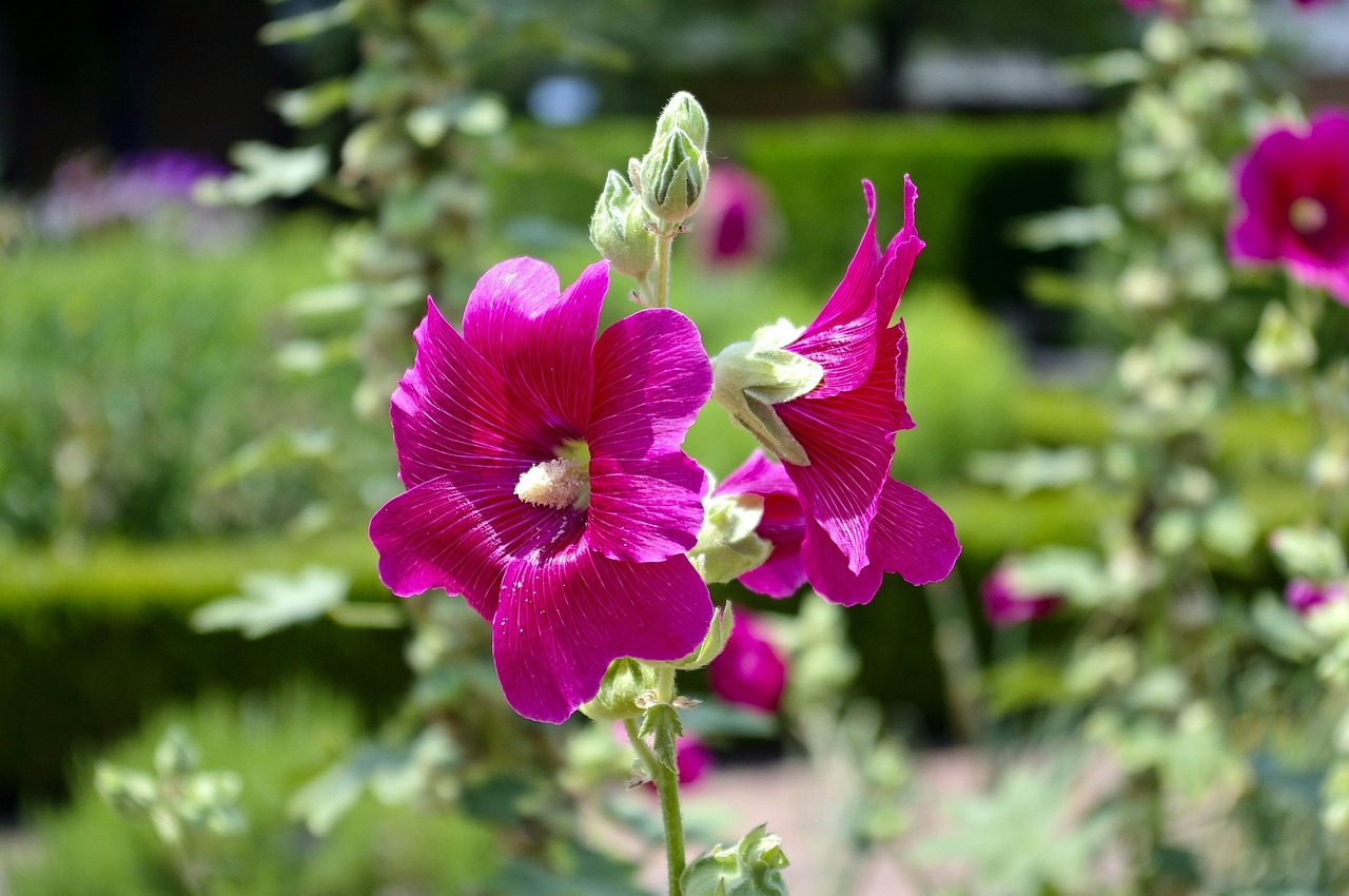 hollyhock at gilcrease museum, hollyhock, blossom