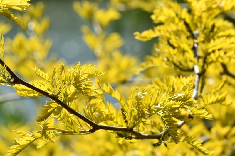 yellow leaf pie, gleditsia triacanthos, leaves, branch, foliage, wood, plant, spring, garden, nature, close up, yellow, blue, gleditsia triacanthos, gleditsia triacanthos, gleditsia triacanthos, gleditsia triacanthos, gleditsia triacanthos