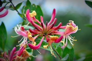 Harvesting Honeysuckle