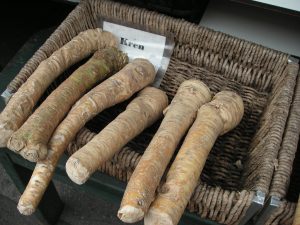 Harvesting Horseradish