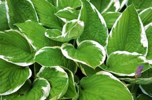 Propagating Hostas