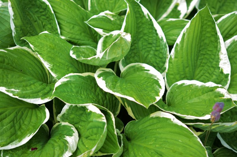 hosta, l, leaf