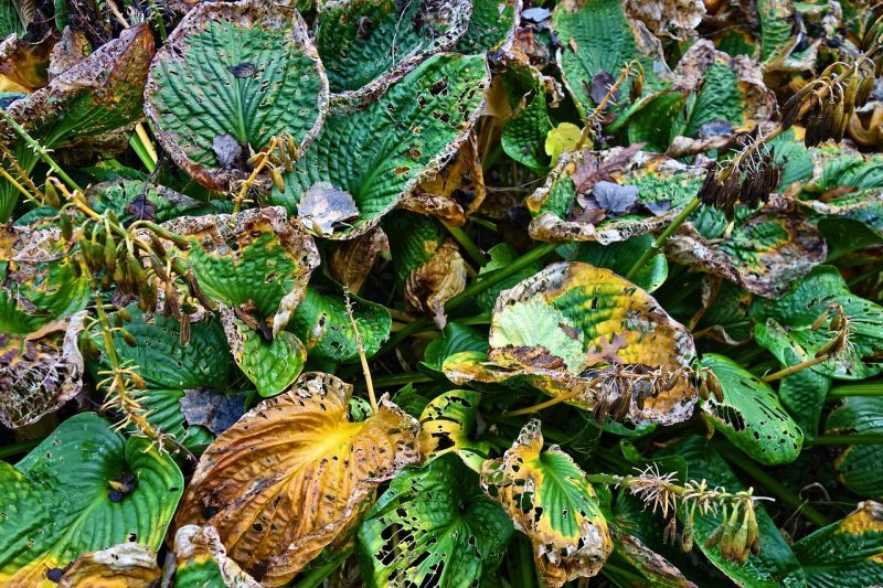 hosta, plant, withering