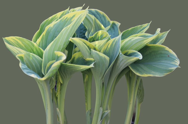 plantain lily, hosta, leaf