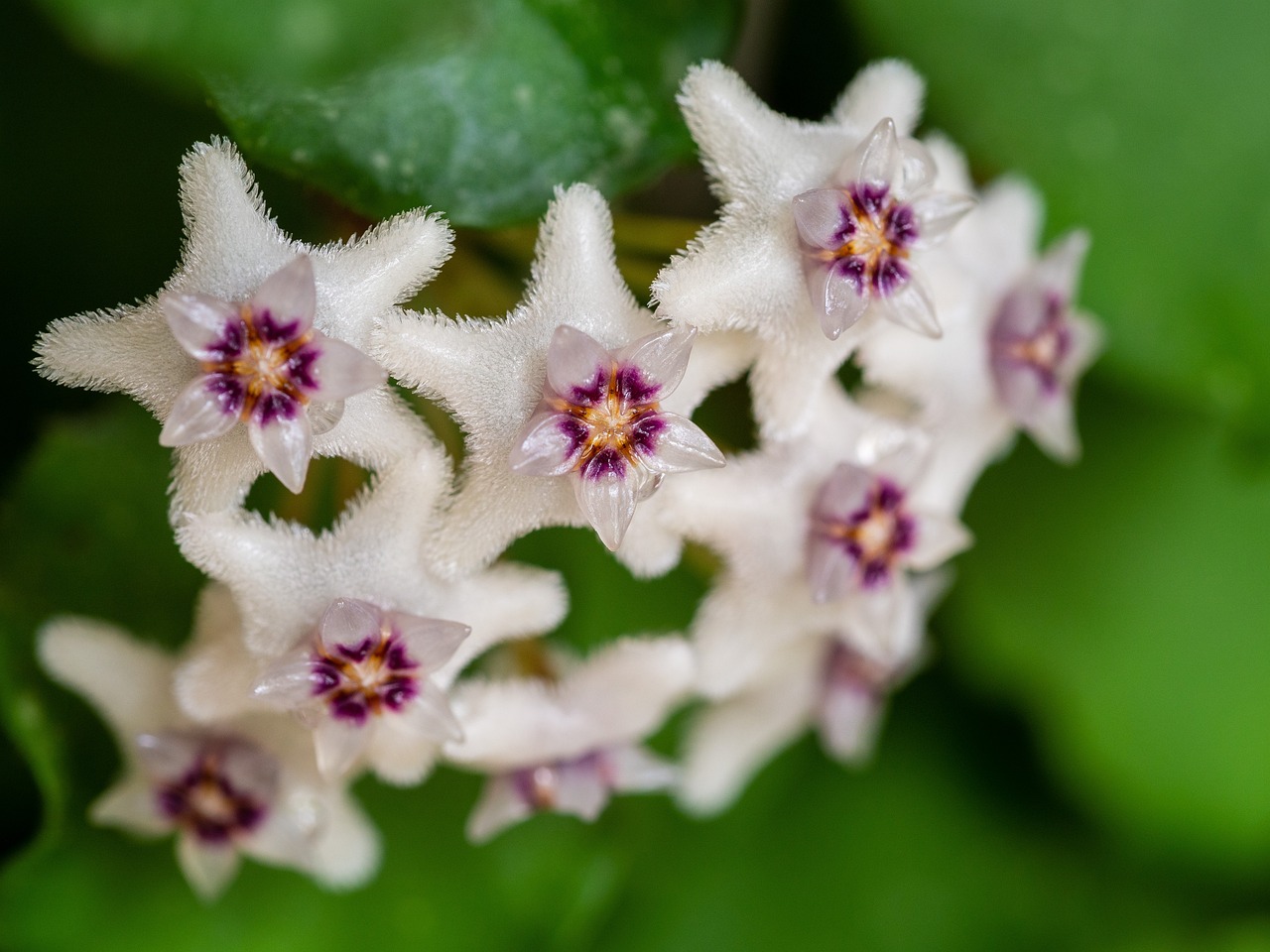 Propagating Hoya Plant