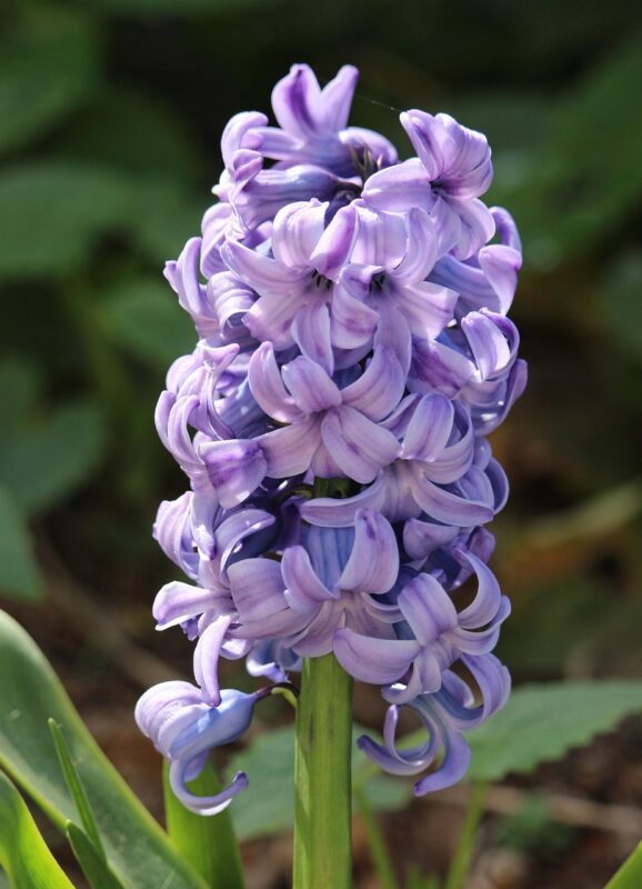 hyacinth, violet hyacinth, nature, spring flowers, garden, hyacinth, hyacinth, hyacinth, hyacinth, hyacinth