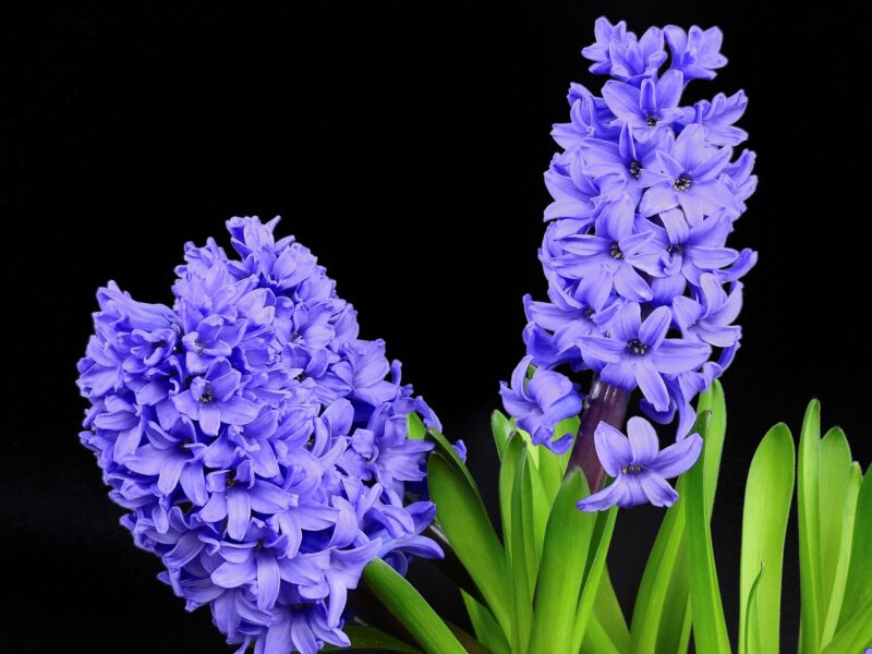 hyacinth, flowers, inflorescence