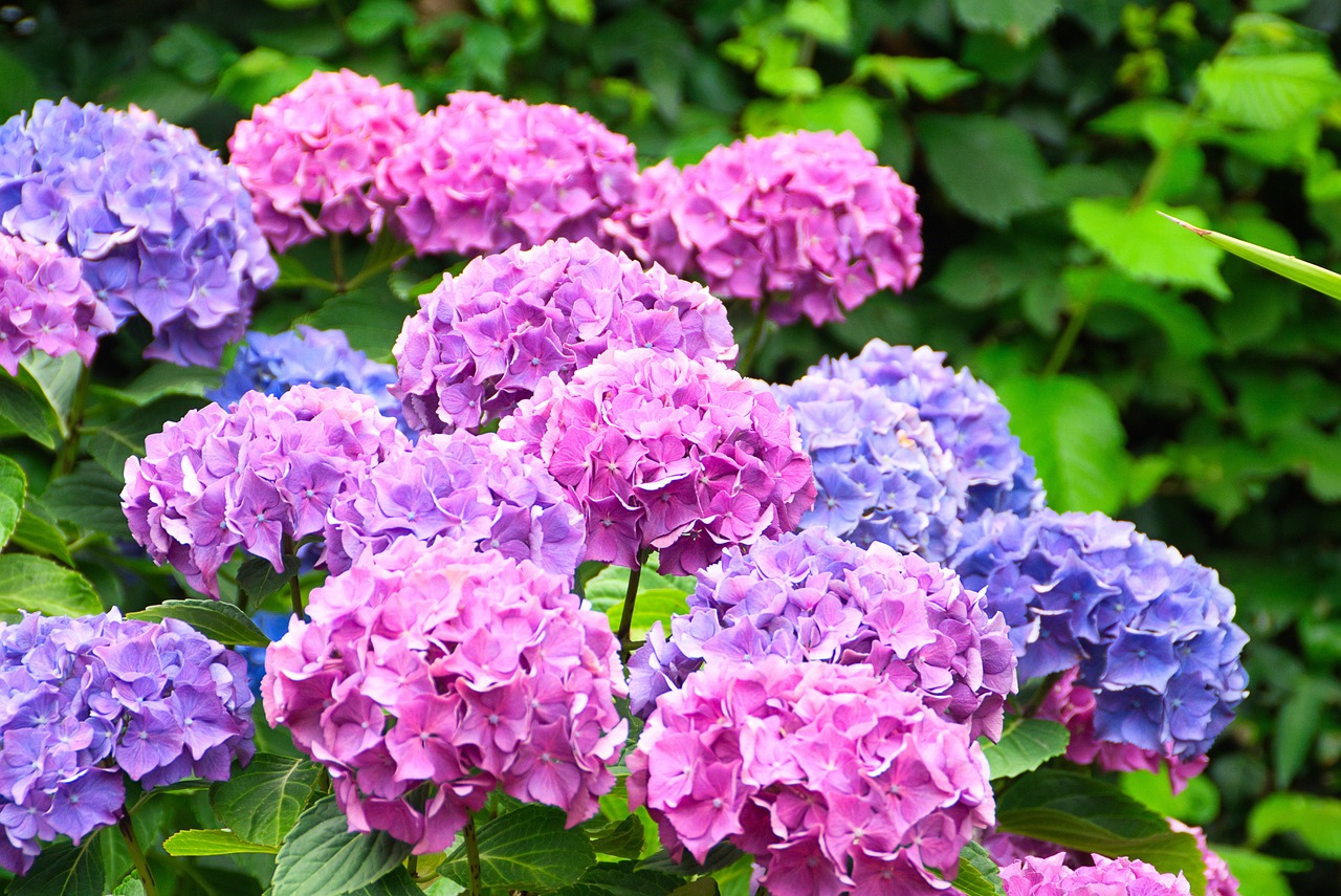 Hydrangeas