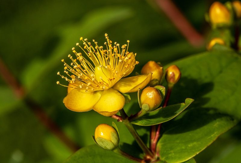 johannis herbs, beautiful flowers, hypericum perforatum