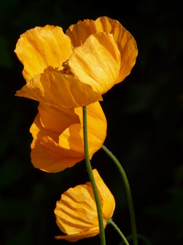 iceland poppy, poppy, flower