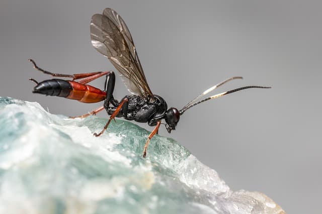 Ichneumon Wasp on Rock - What Eats Earwigs Parsitics Wasps