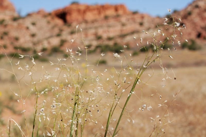 Indian Rice Grass (Achnatherum hymenoides)