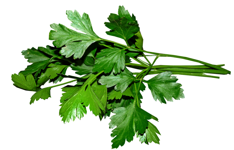 parsley, leaves, nature