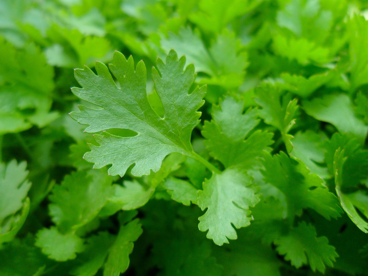 Harvesting Italian Parsley