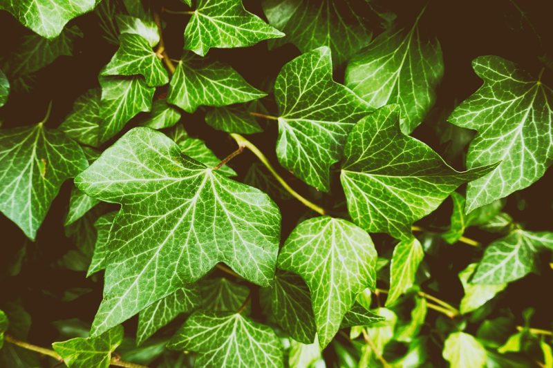 ivy, plant, garden