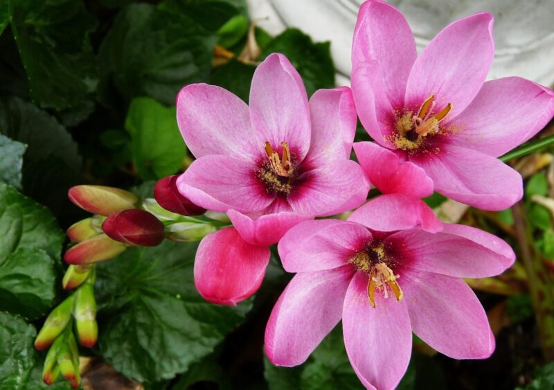 ixia, bulb, flower background, pink, flower wallpaper, spring, beautiful flowers, flower, garden, nature