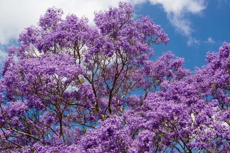 jacaranda, tree, flowers