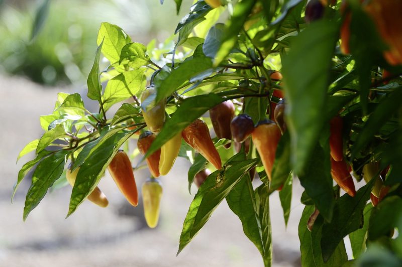 jalapeno, chili, plant