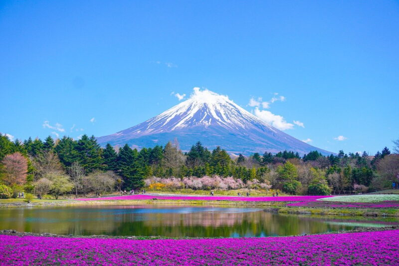 Japan Flower mount fuji, flower wallpaper, lake