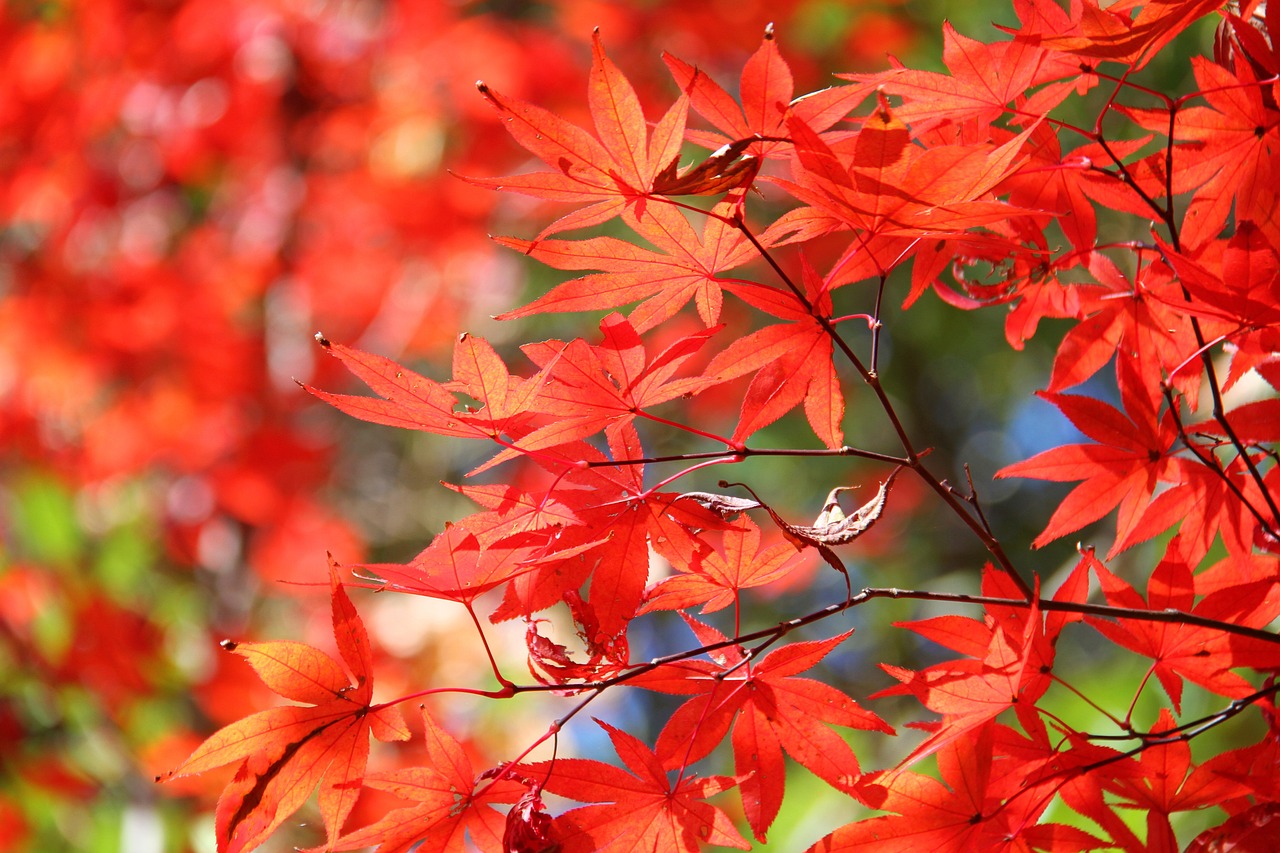 Growing Japanese Maples In Pots