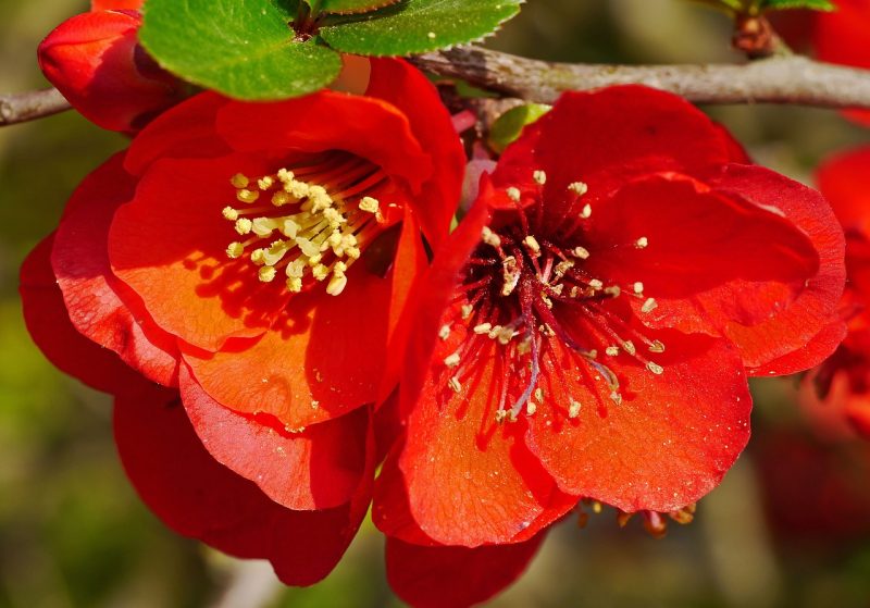 ornamental quince, blossom, bloom