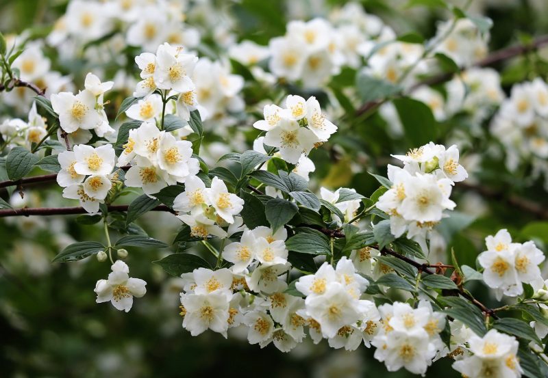 jasmine, branch, white flowers