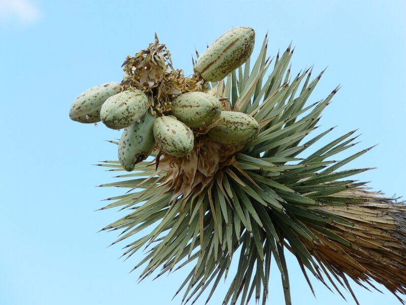 joshua tree, josua palm lily, josua tree