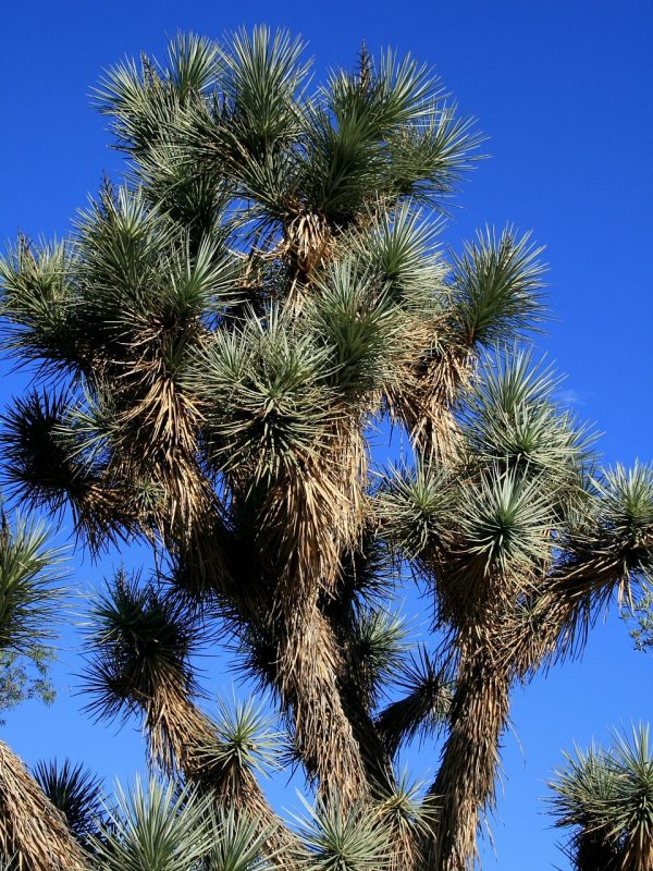 yucca, plant, desert