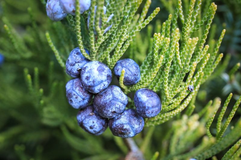 juniper berries, fruits, food