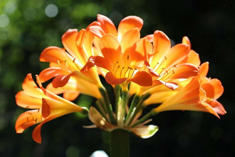 kaffir lily, clivia miniata, flowers