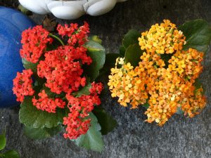 Propagating Kalanchoe