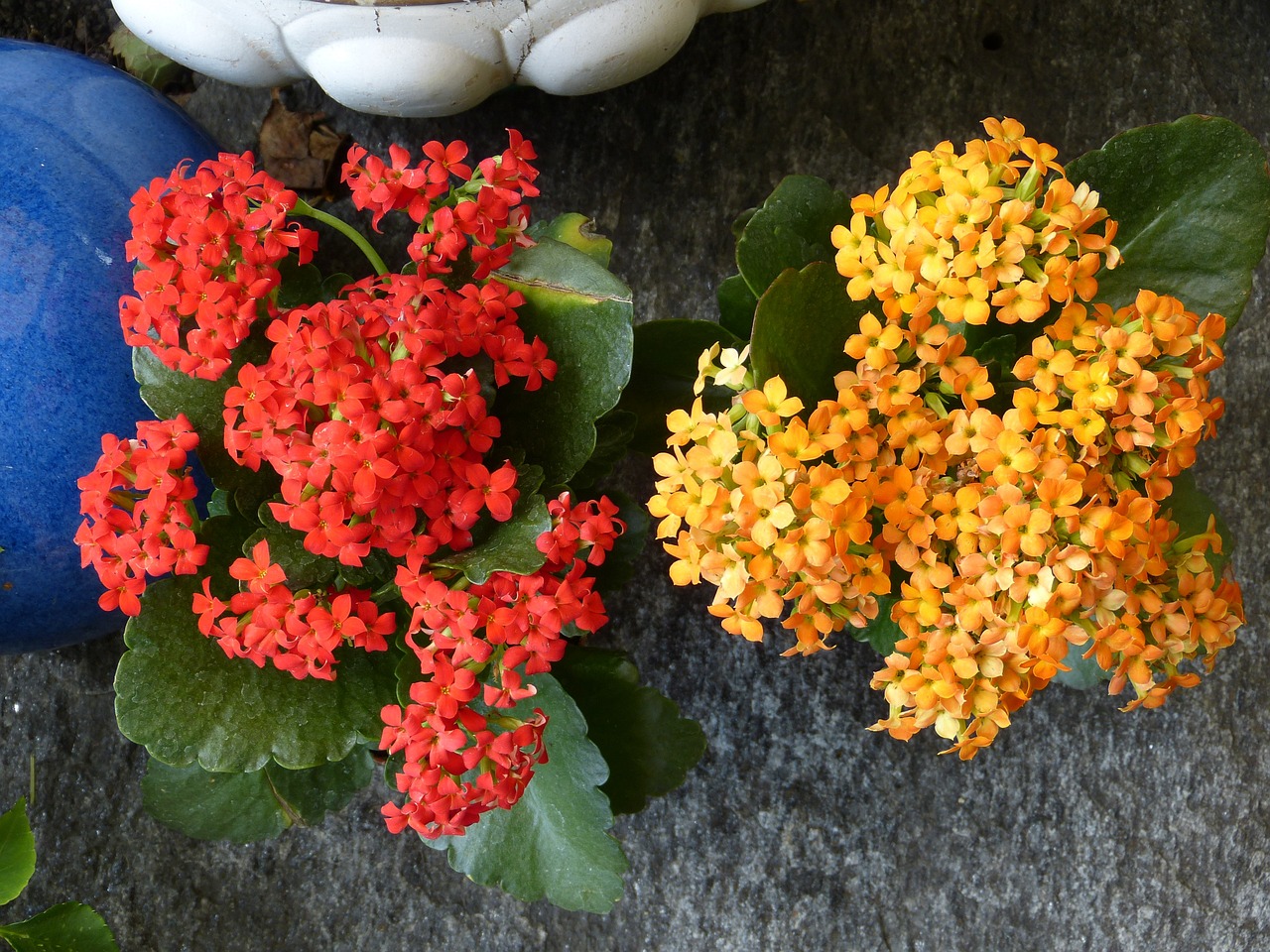 Kalanchoe