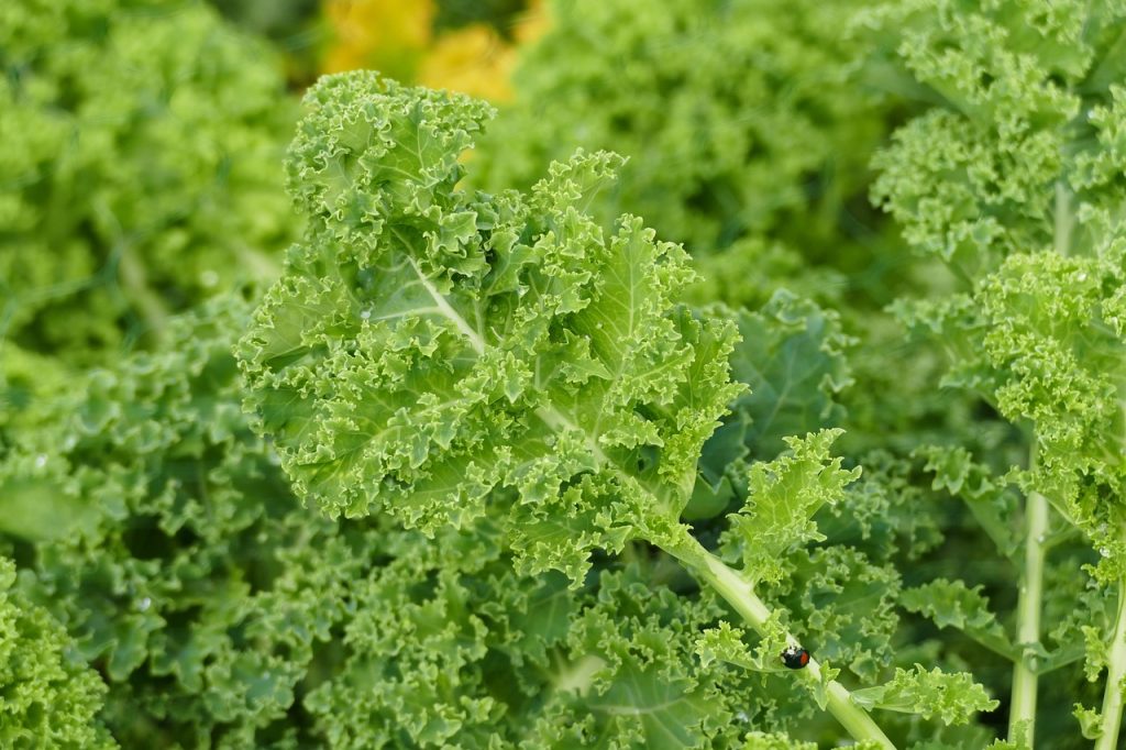 kale, garden, vegetables