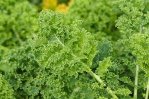 Harvesting Kale