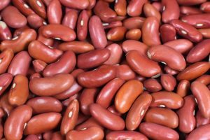 Harvesting Kidney Beans