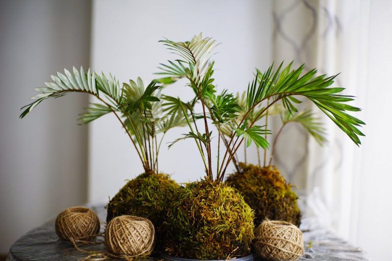 Green Plants on Gray Marble Surface