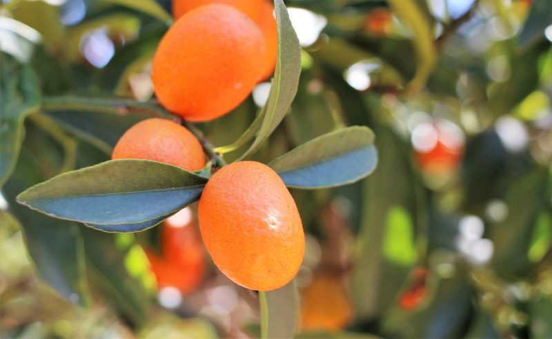 kumquat, chinese orange, orange dwarf