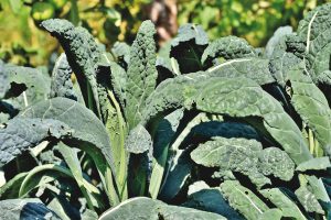 Harvesting Kale Seeds