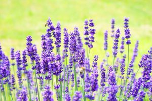 Propagating Lavender