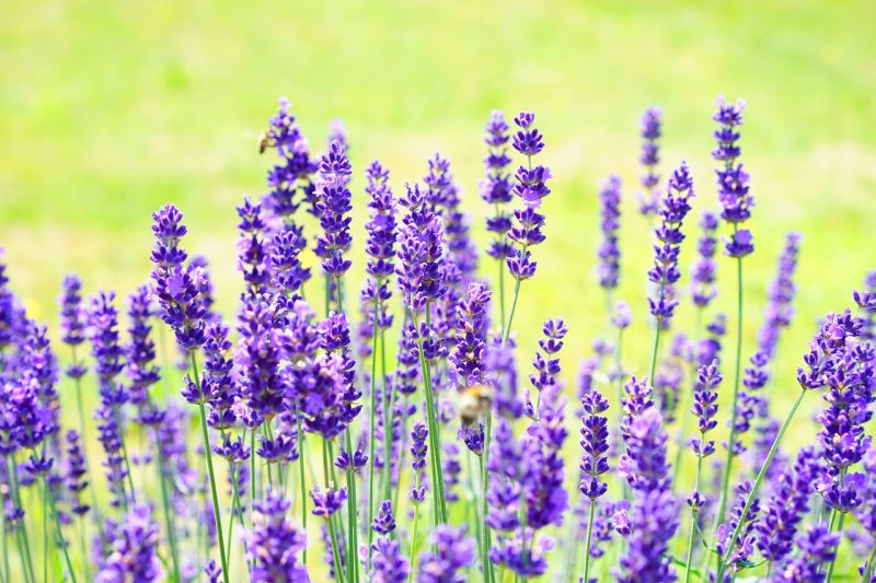 lavenders, flowers, garden