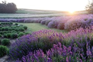 Harvesting Lavender