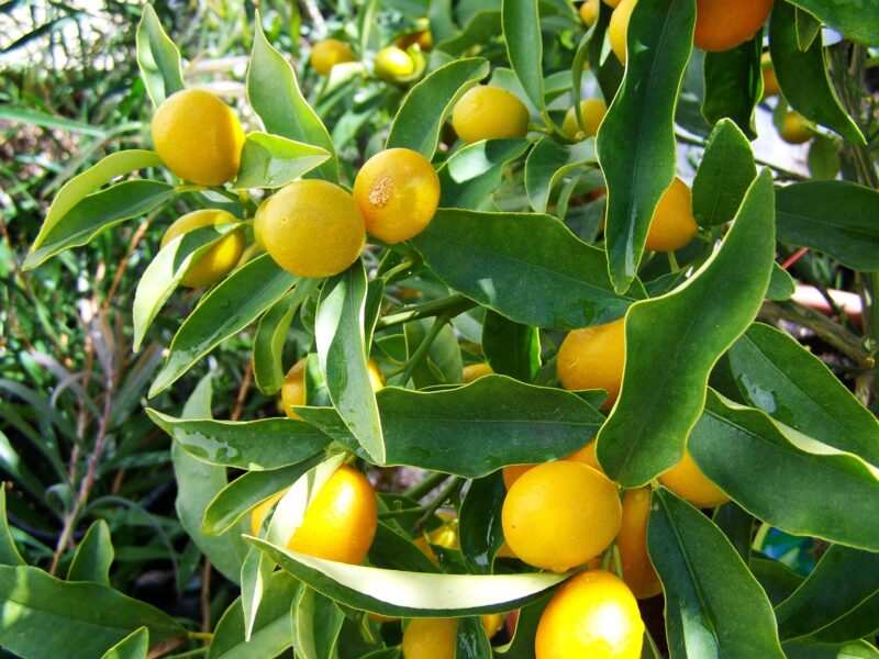 lemon tree, yellow fruit, lemon crop, lemon tree, lemon tree, lemon tree, lemon tree, lemon tree