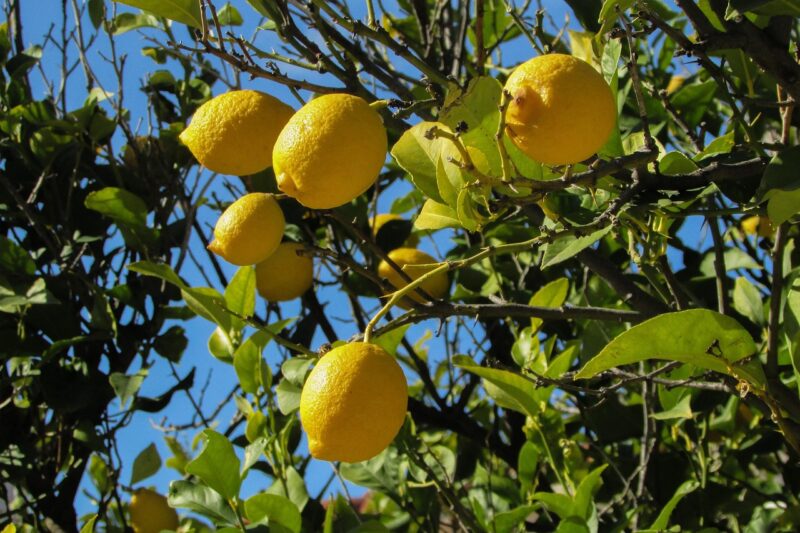 lemon tree, lemon, tree, fruit, nature, plant, yellow, agriculture, lemon tree, lemon tree, lemon tree, lemon tree, lemon tree, lemon