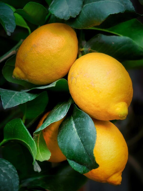 lemons, fruits, citrus, mediterranean, nature, plant, close up
