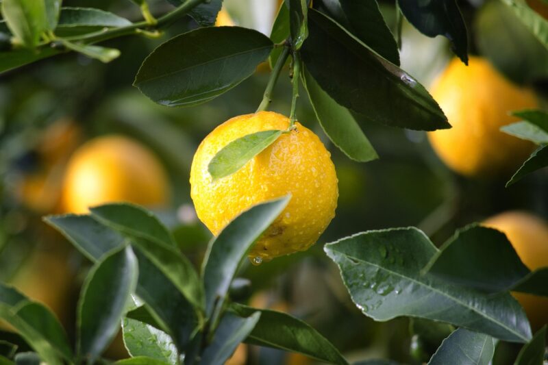 agriculture, lemon, fruit, citrus, close up, harvest, produce, organic, fresh, ripe, crop, food, freshness, healthy, juicy, leaves, nature, nutrition, wet, sour, lemon, lemon, lemon, lemon, lemon